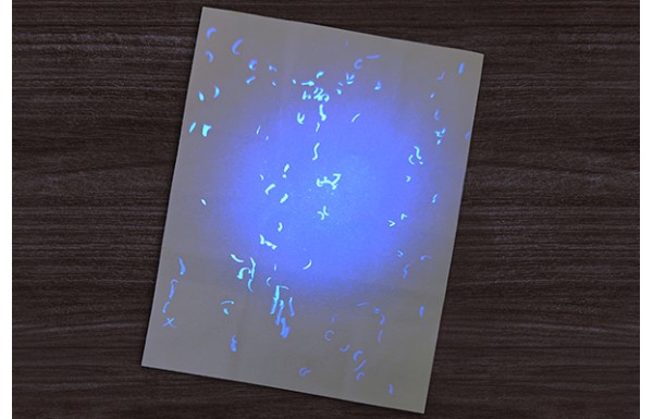 Iowa Birth Certificate